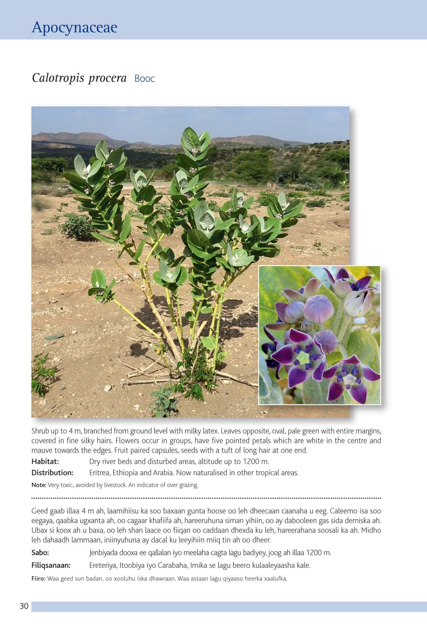 Introduction to Plants in Central Somaliland. Hordhac ku saabsan dhirta ka baxda badhtamaha Soomaalilaand, Second Edition