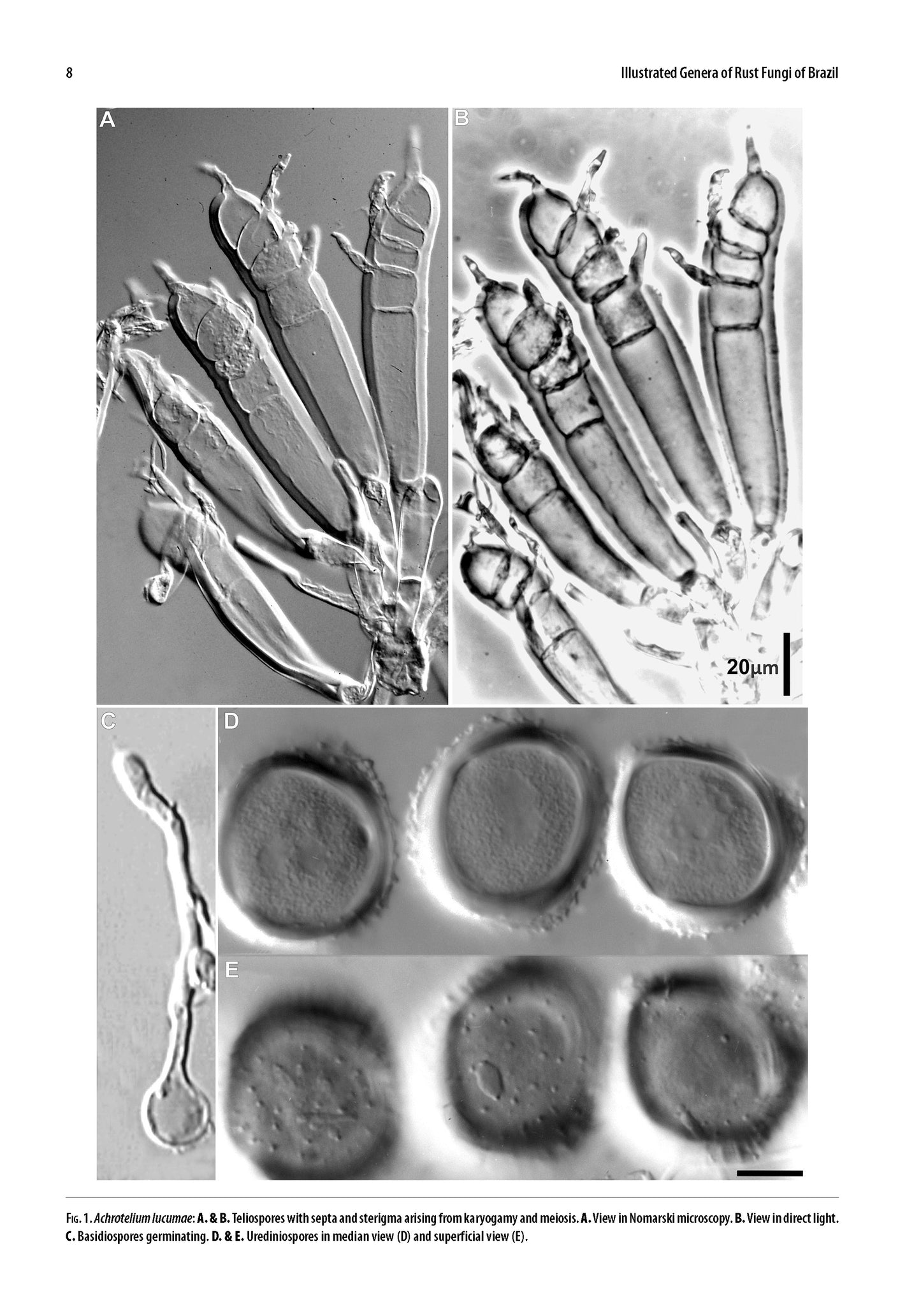 Illustrated Genera of Rust Fungi of Brazil