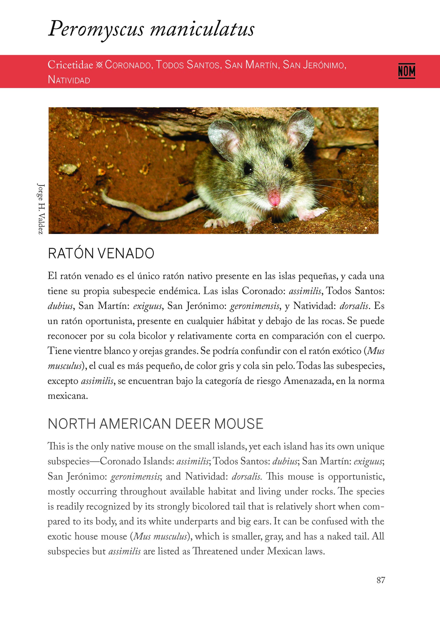 Plantas y animales únicos de las islas del Pacifico de Baja California - Unique plants and animals of the Baja California Pacific Islands