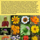 The Sunflower Family: A Guide to the Family Asteraceae in the Contiguous United States