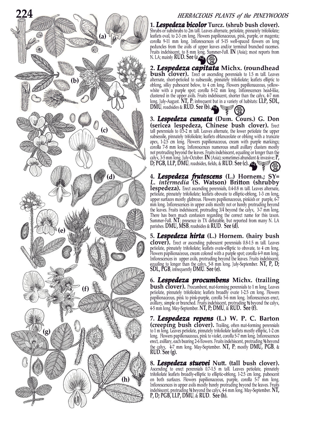 Plants of the Pineywoods of East Texas & West Louisiana