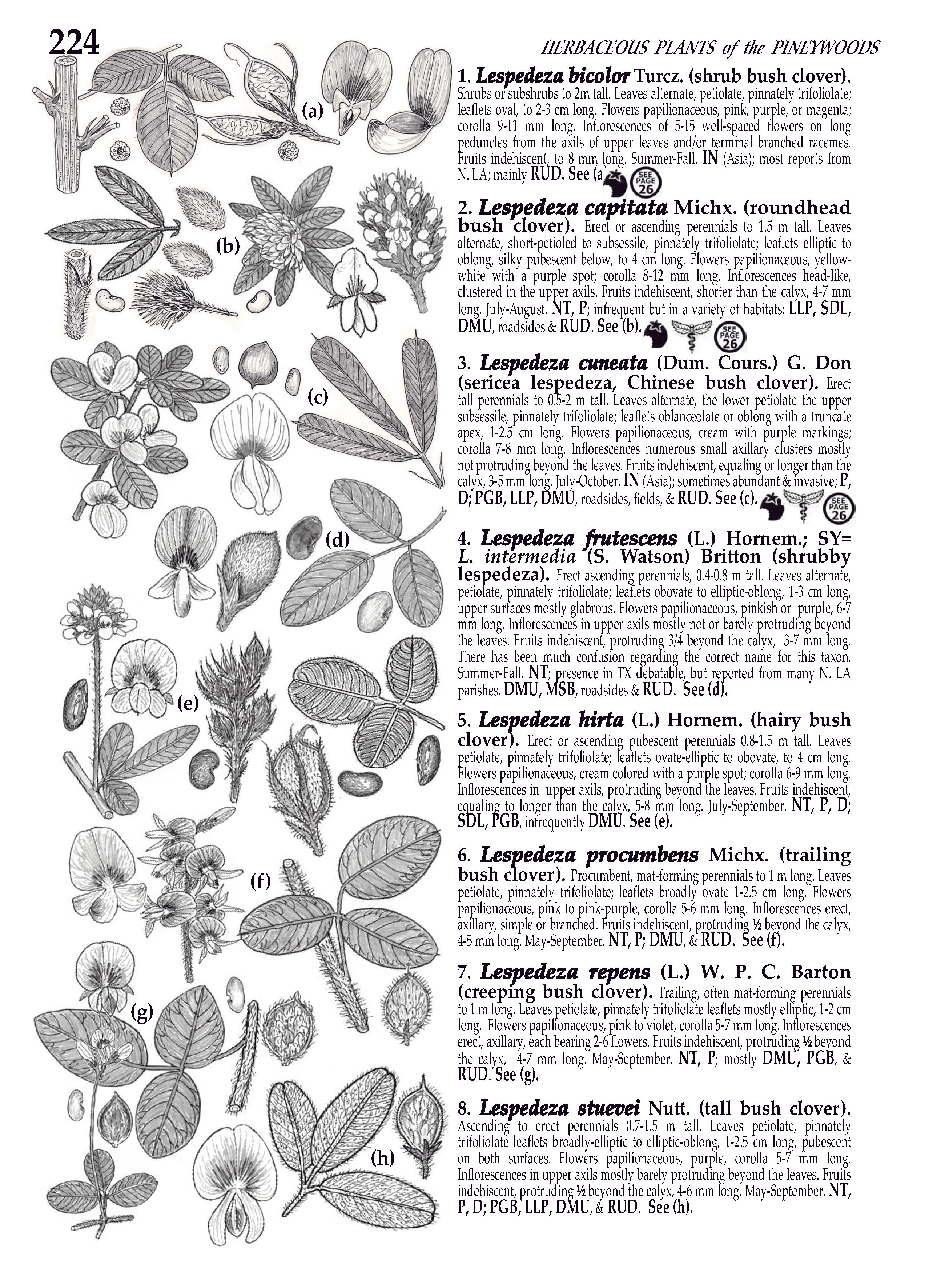 Plants of the Pineywoods of East Texas & West Louisiana