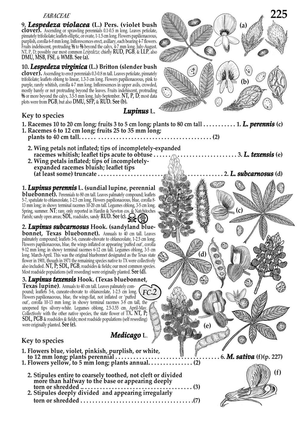 Plants of the Pineywoods of East Texas & West Louisiana