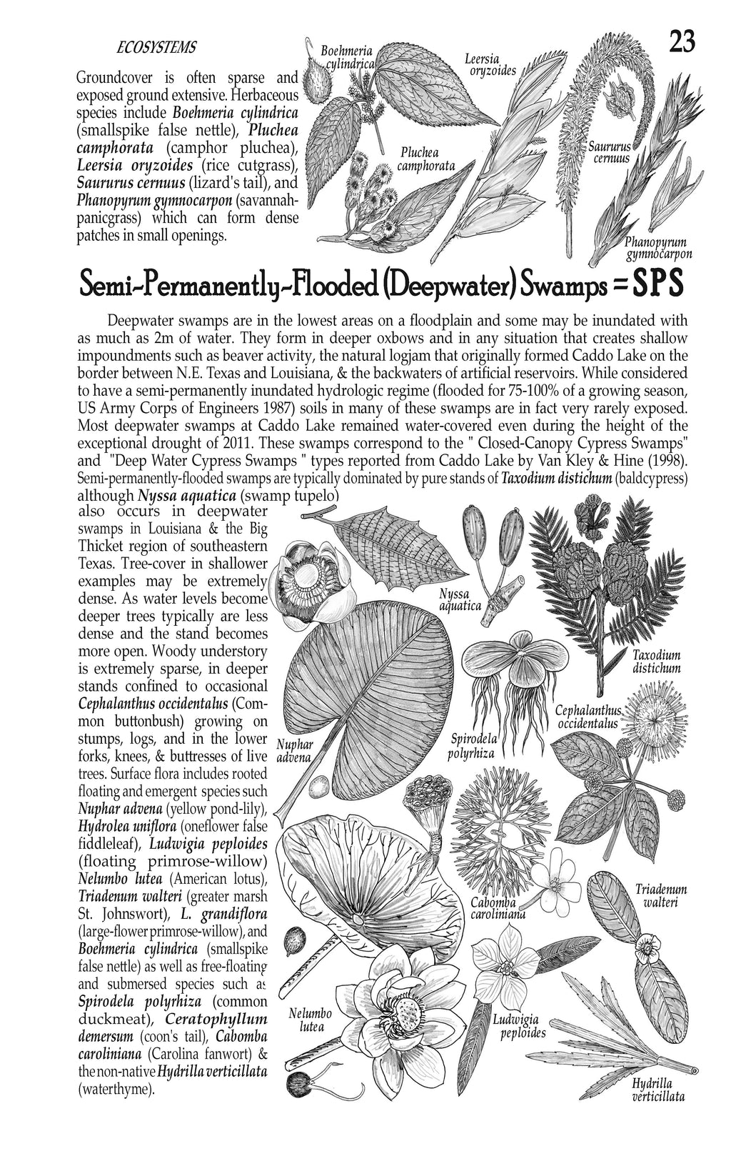 Plants of the Pineywoods of East Texas & West Louisiana