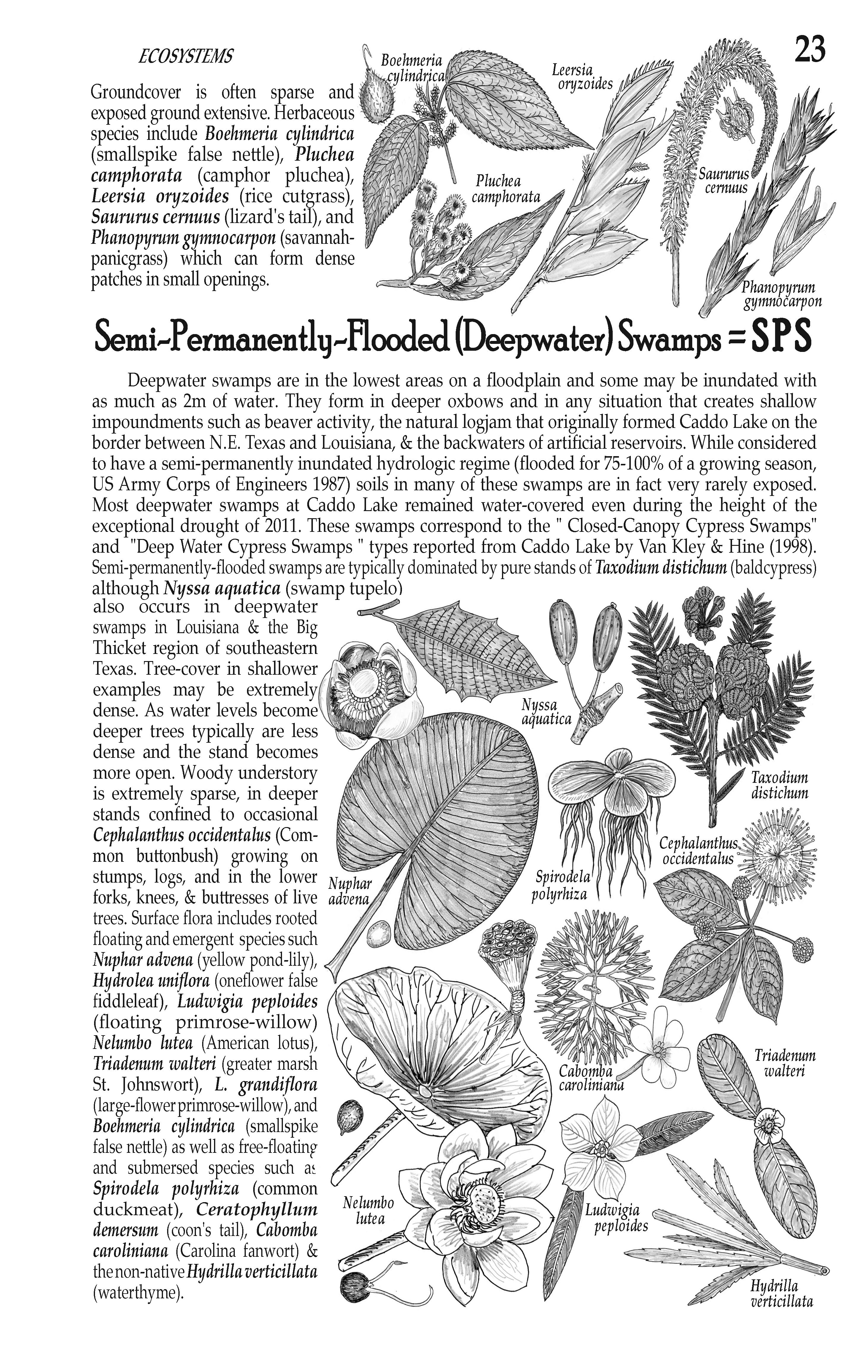 Plants of the Pineywoods of East Texas & West Louisiana