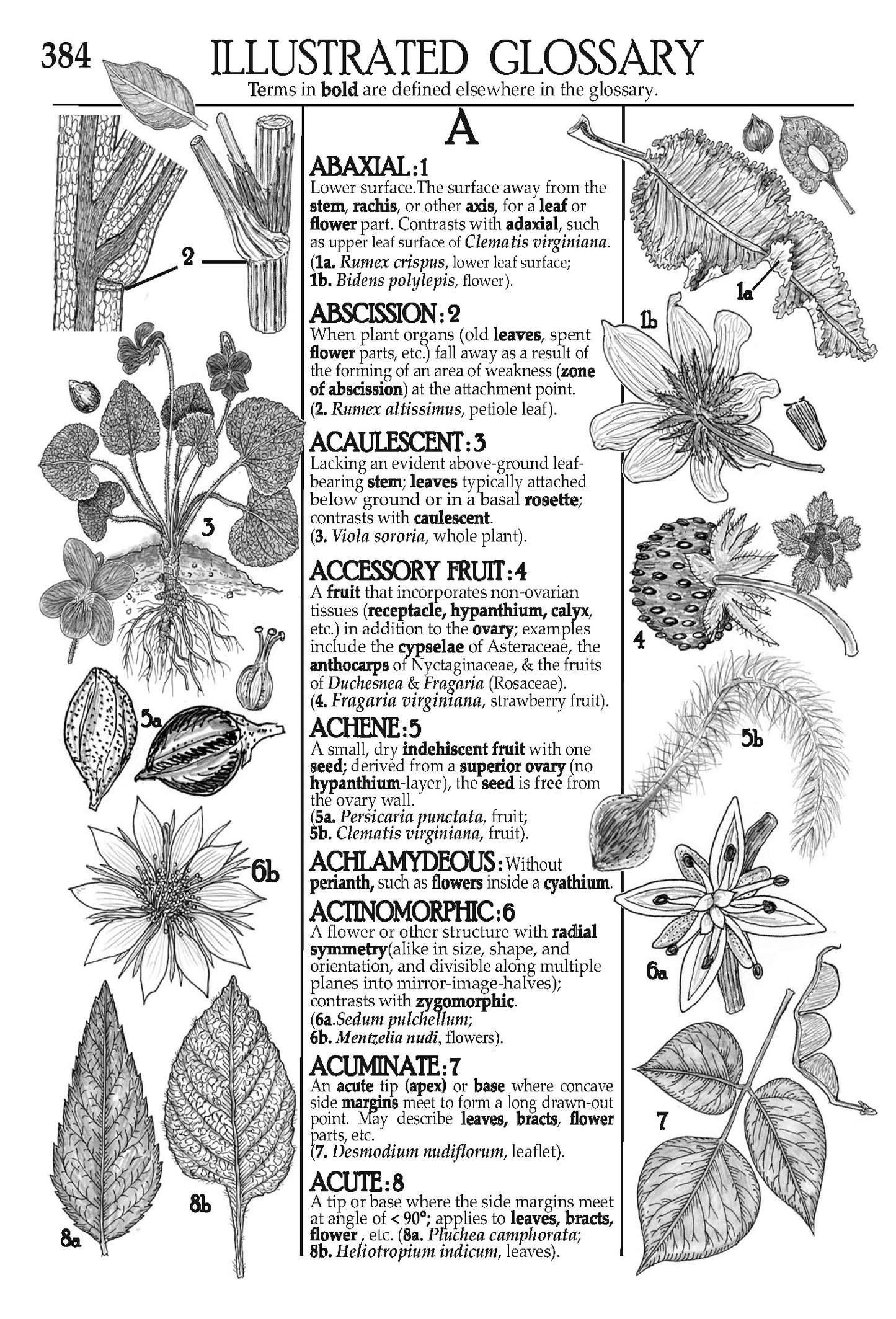 Plants of the Pineywoods of East Texas & West Louisiana