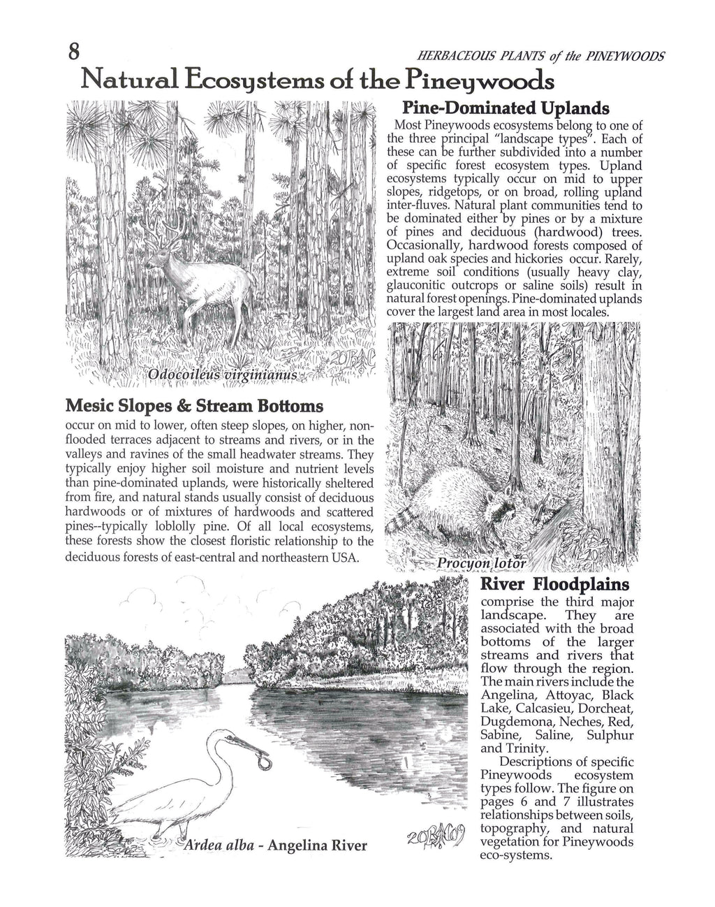 Plants of the Pineywoods of East Texas & West Louisiana