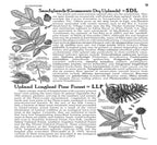 Plants of the Pineywoods of East Texas & West Louisiana