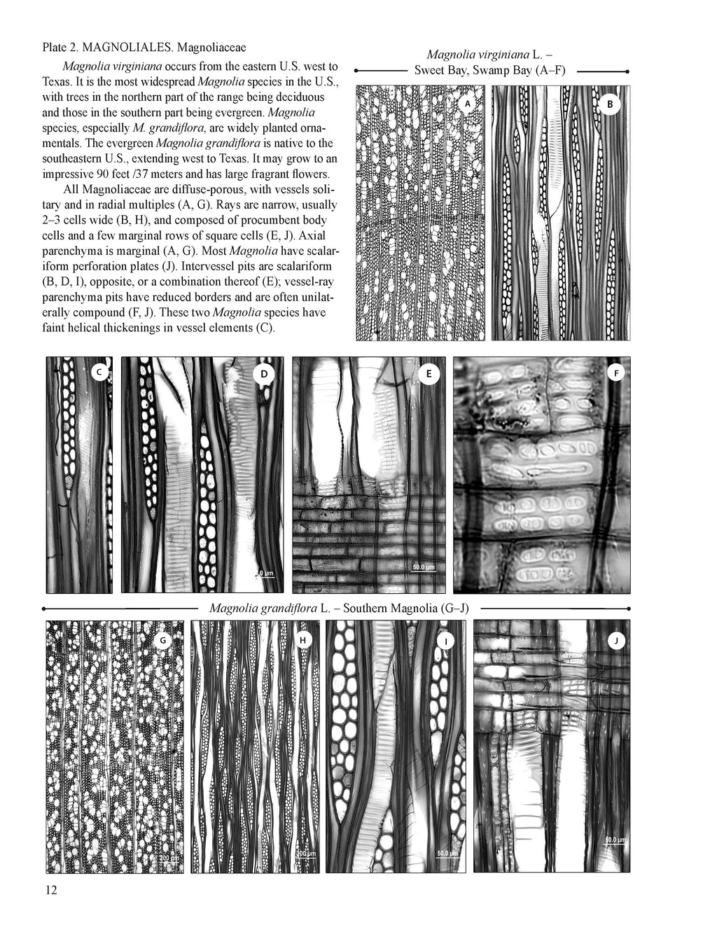 Anatomy of Hardwoods of the United States and Canada: An Atlas of Photomicrographs of Selected Trees, Shrubs, and Vines