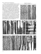 Anatomy of Hardwoods of the United States and Canada: An Atlas of Photomicrographs of Selected Trees, Shrubs, and Vines