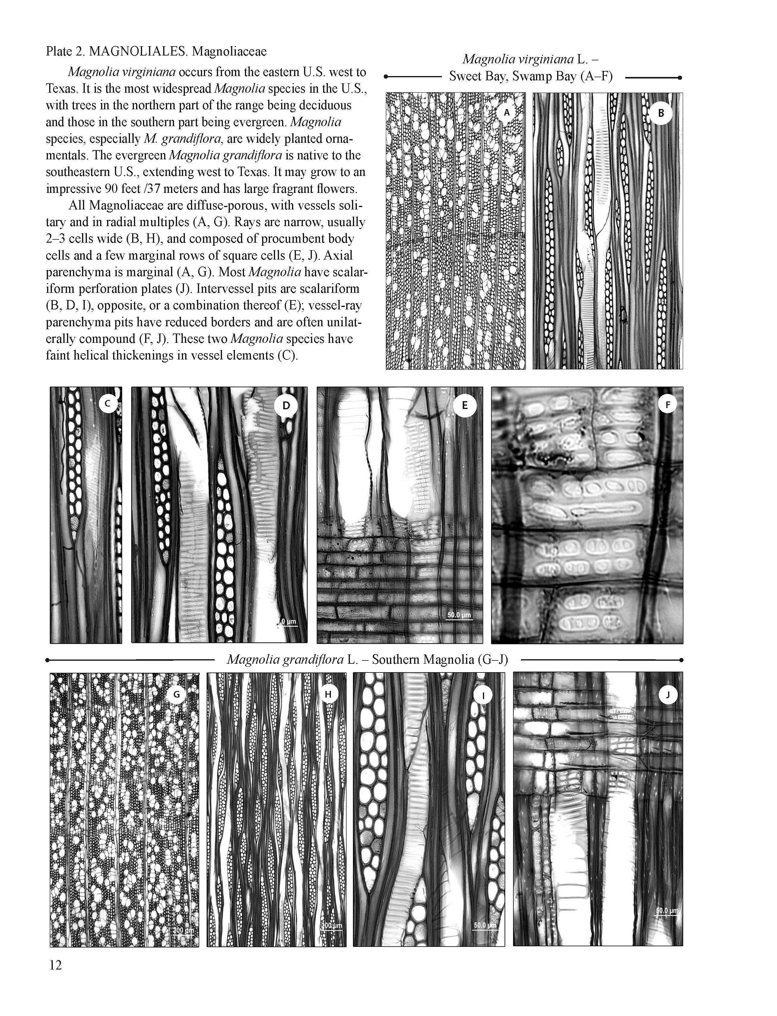 Anatomy of Hardwoods of the United States and Canada: An Atlas of Photomicrographs of Selected Trees, Shrubs, and Vines