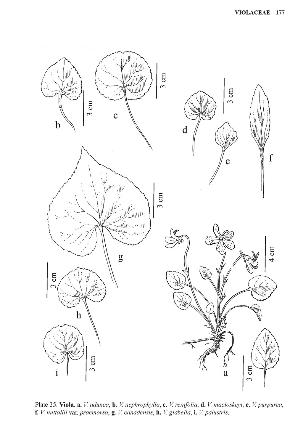 Manual of Montana Vascular Plants, 2nd Edition