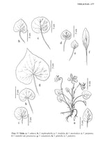 Manual of Montana Vascular Plants, 2nd Edition