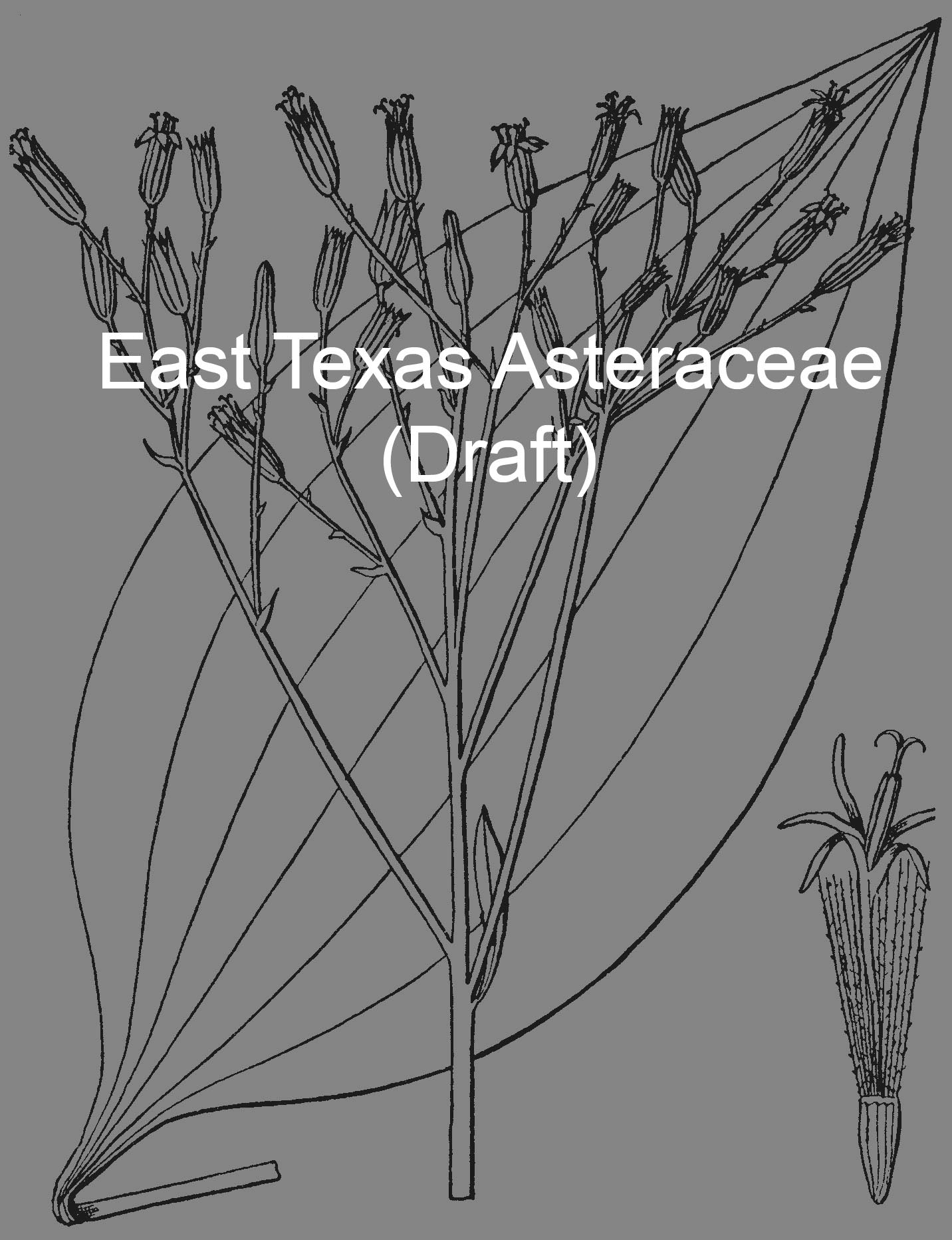 Asteraceae of East Texas (draft)