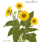 Flora Of Oregon. Volume 2: Dicots A-F