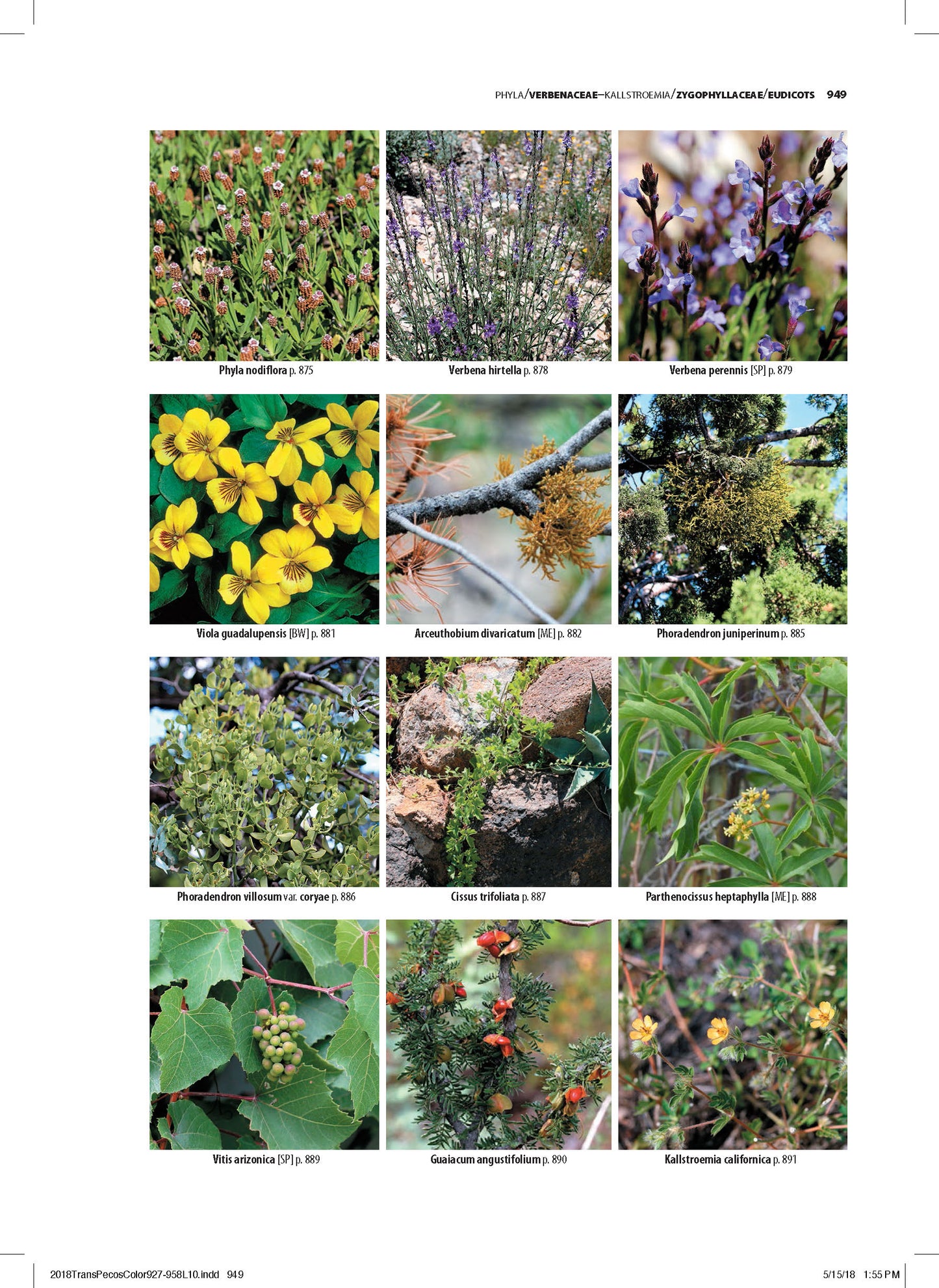 Flowering Plants of Trans-Pecos Texas and Adjacent Areas