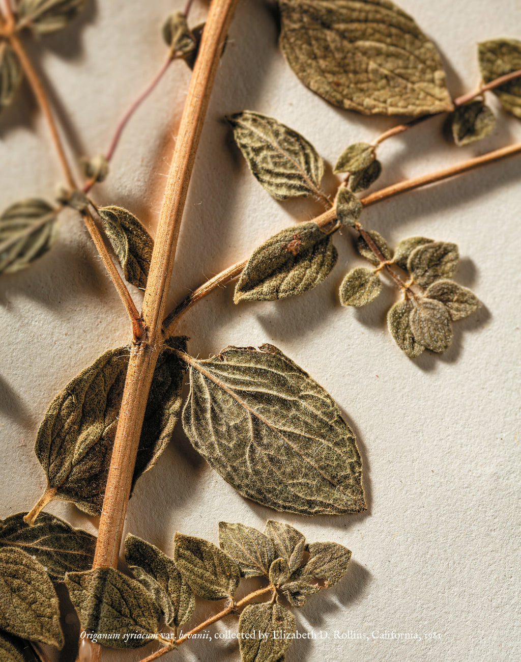 My Father is the Gardener, Devotions in Botany and Gardening of the Bible