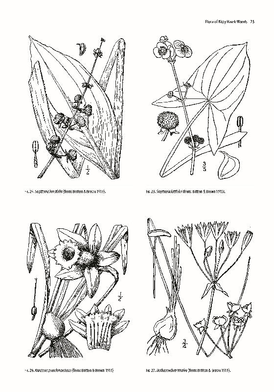 Guide to the Vascular Flora of Kitty Hawk Woods