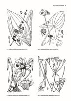 Guide to the Vascular Flora of Kitty Hawk Woods