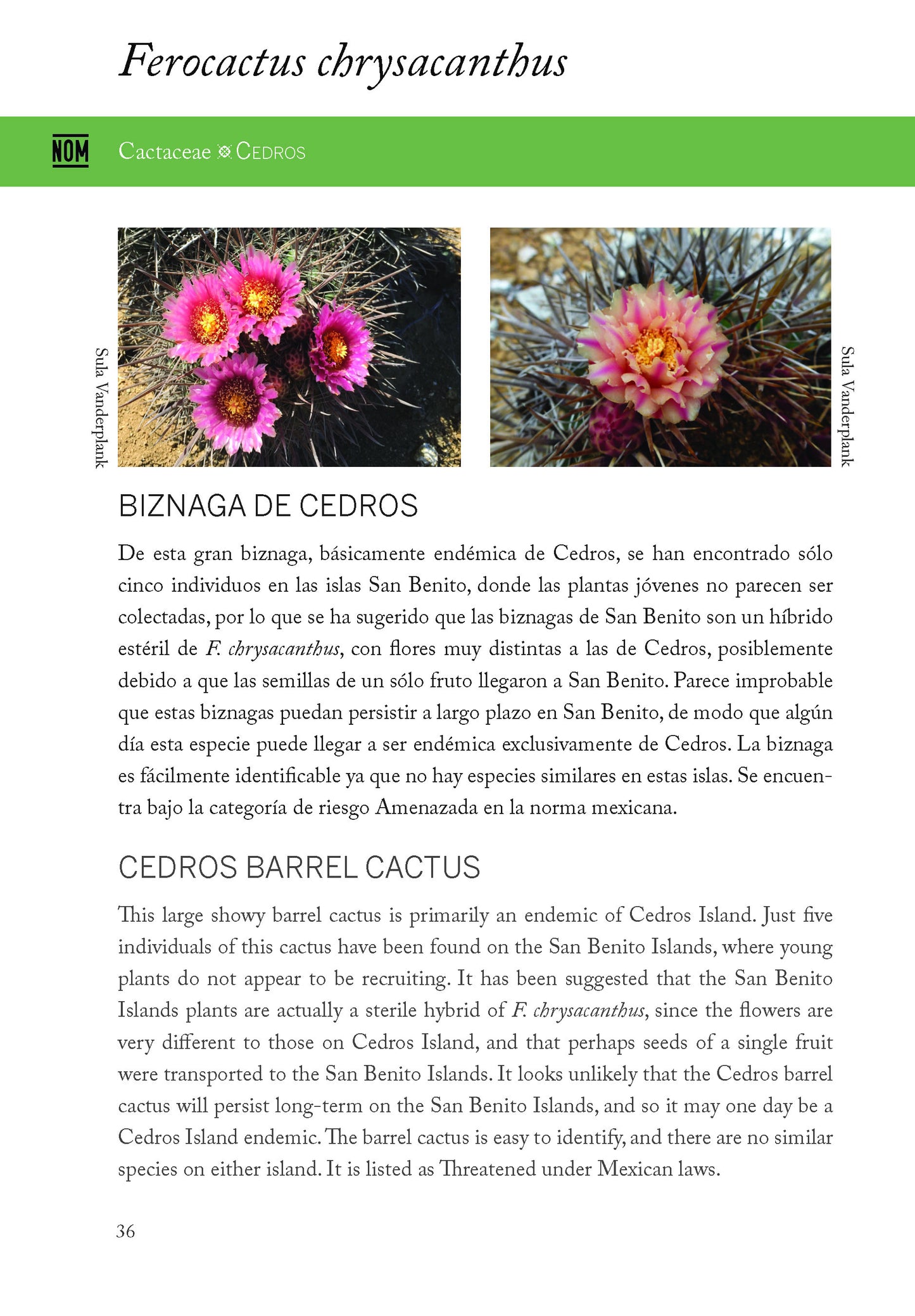 Plantas y animales únicos de las islas del Pacifico de Baja California - Unique plants and animals of the Baja California Pacific Islands