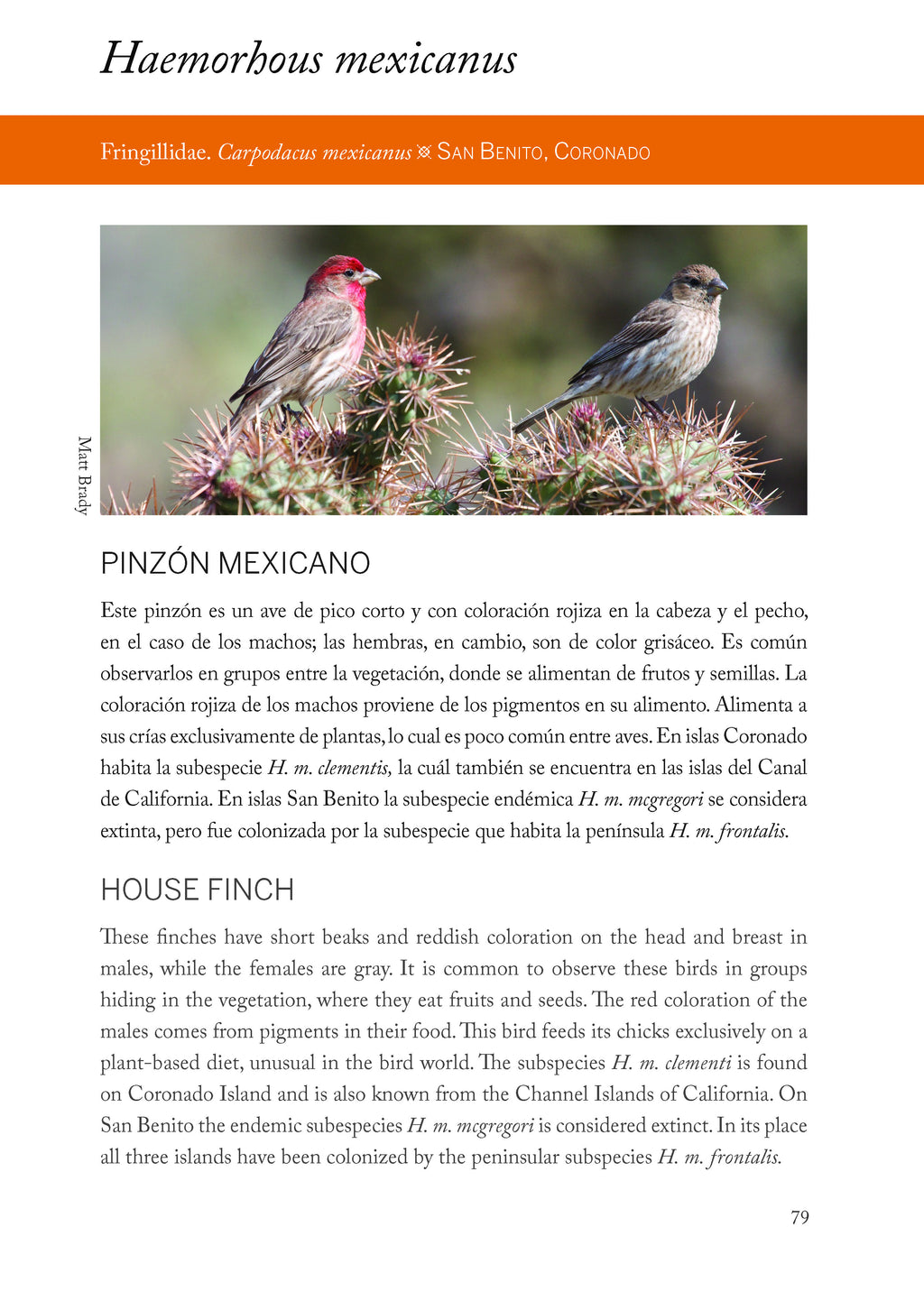 Plantas y animales únicos de las islas del Pacifico de Baja California - Unique plants and animals of the Baja California Pacific Islands