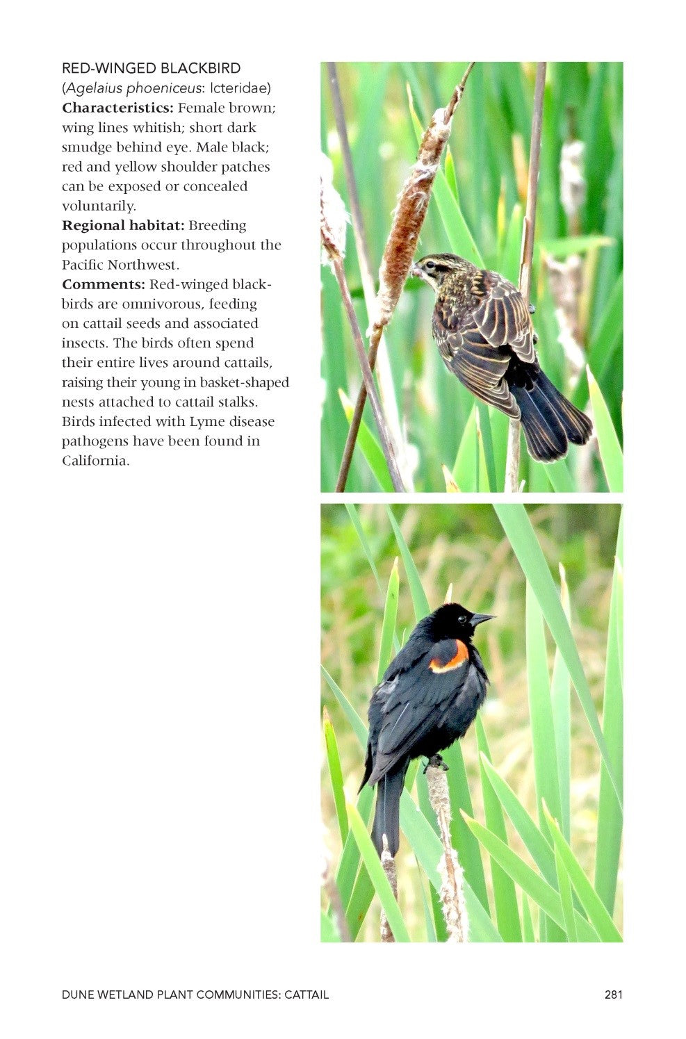 A Naturalist's Guide to Plant Communities of Pacific Northwest Dune Forests and Wetlands