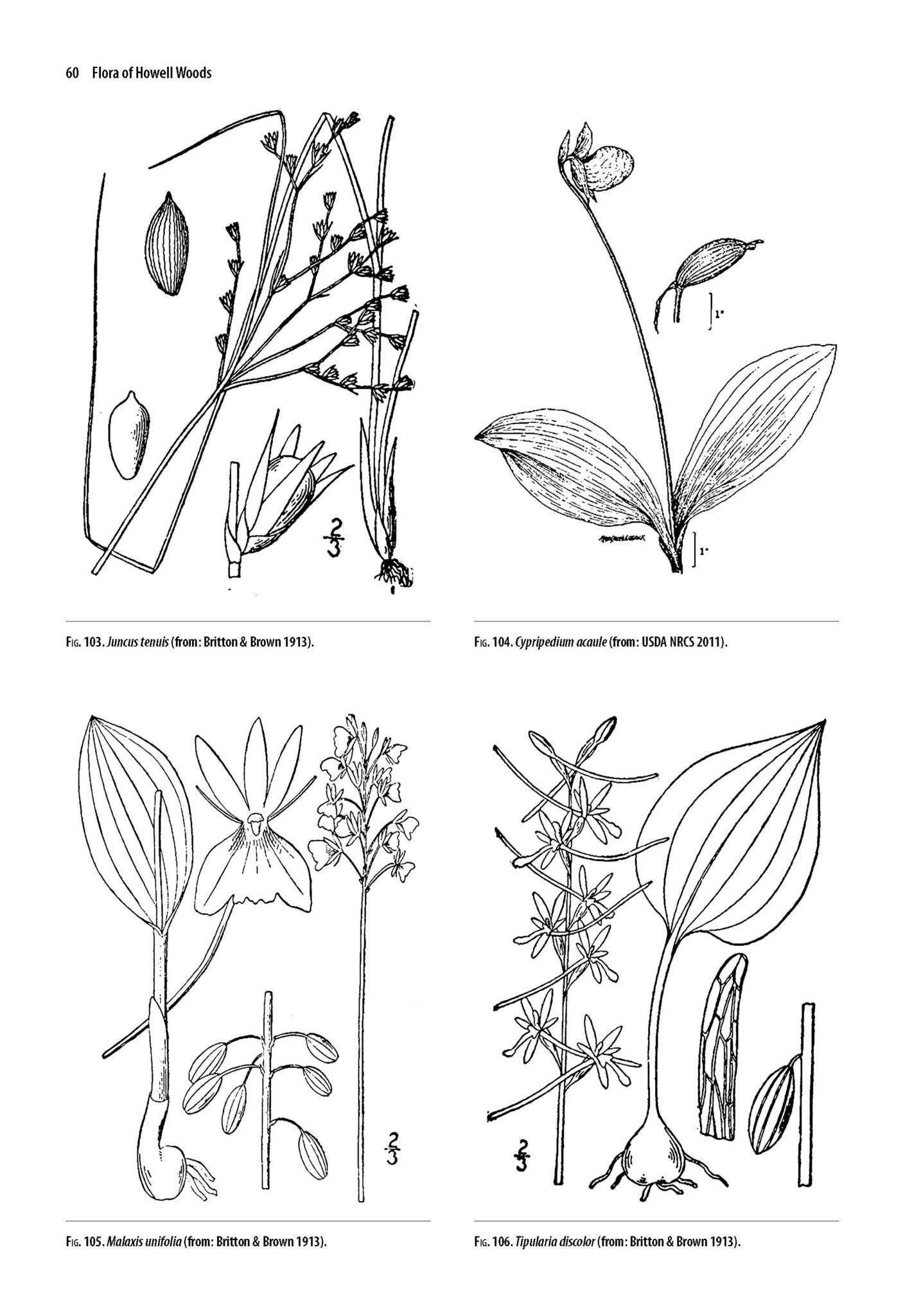 Guide to the Vascular Flora of Howell Woods