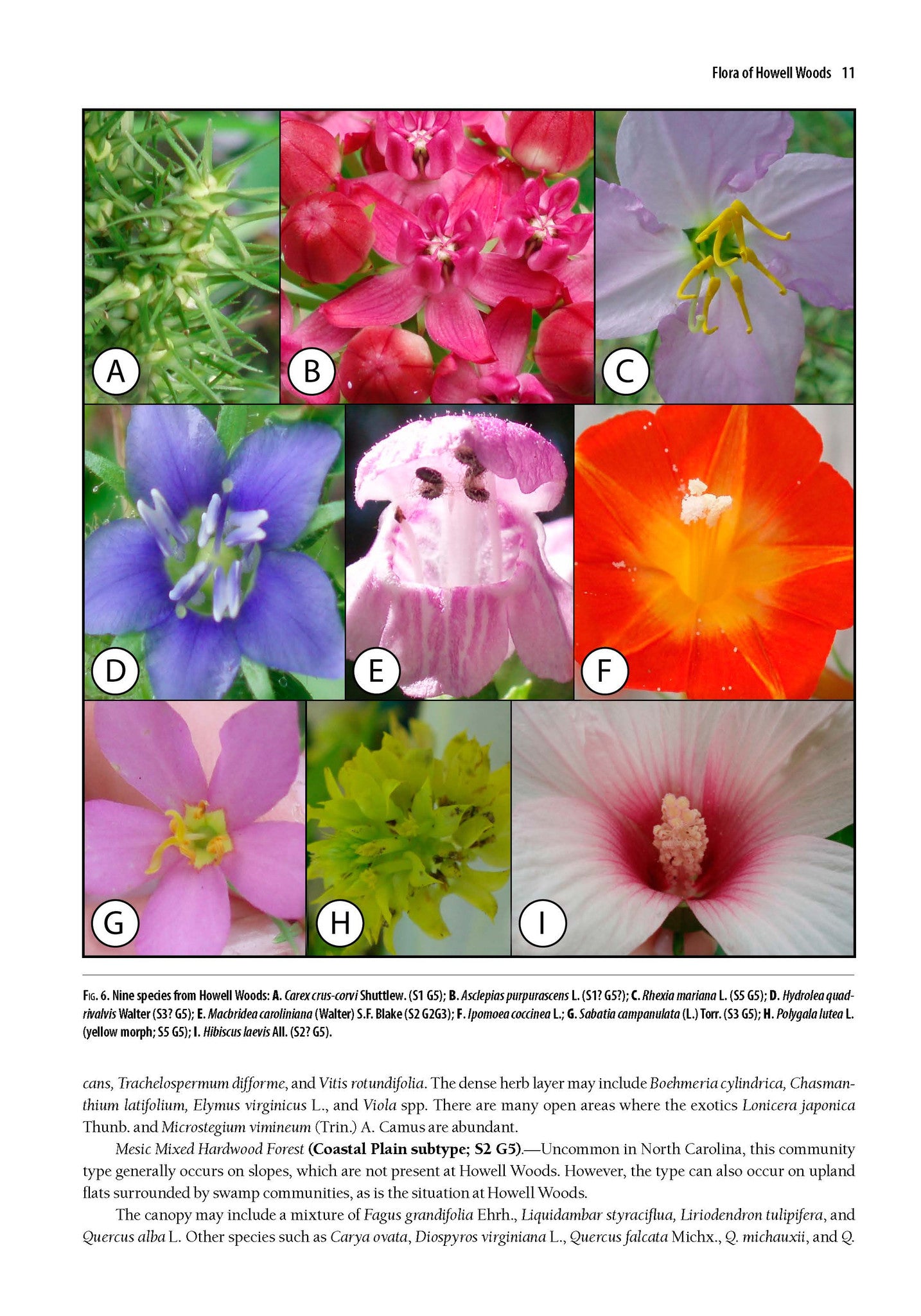 Guide to the Vascular Flora of Howell Woods