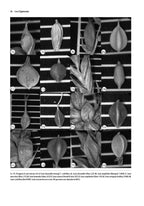 Guide to the Vascular Flora of Howell Woods