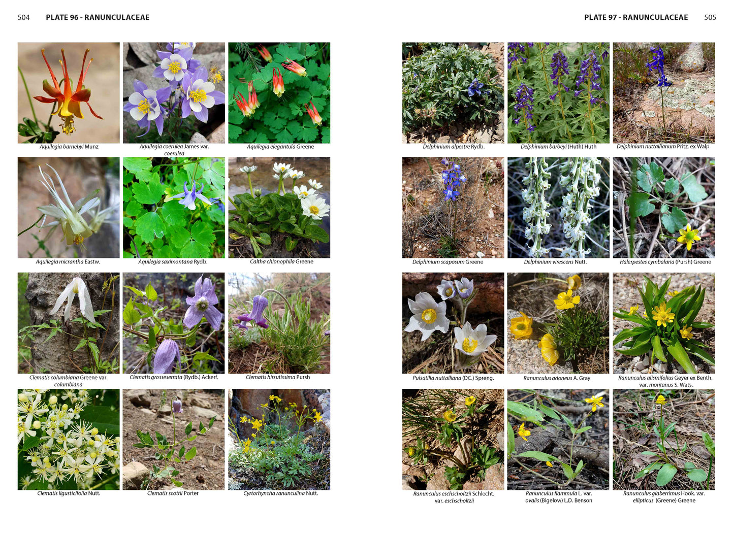 Flora of Colorado, Second Edition