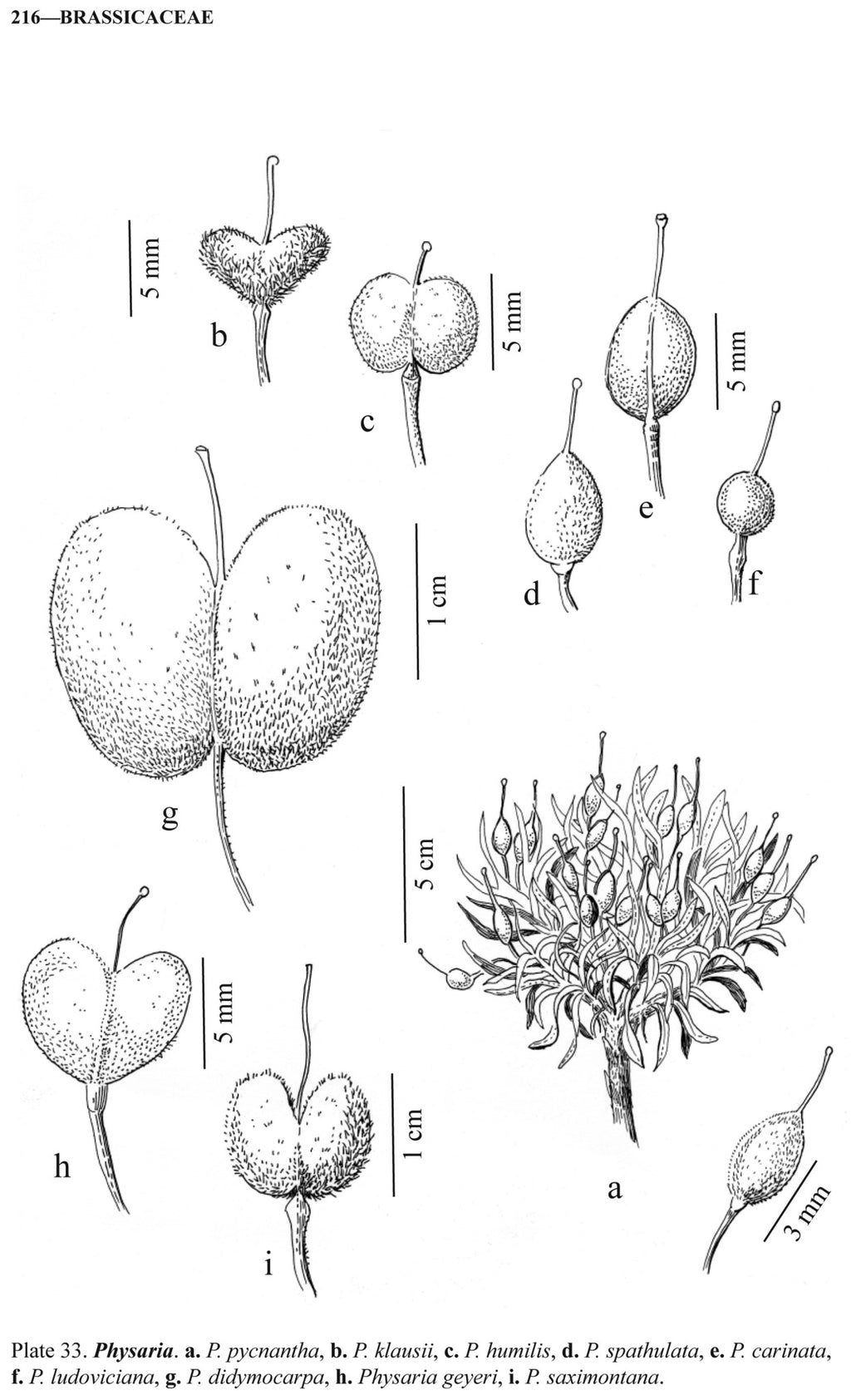 Manual of Montana Vascular Plants, 1st Edition
