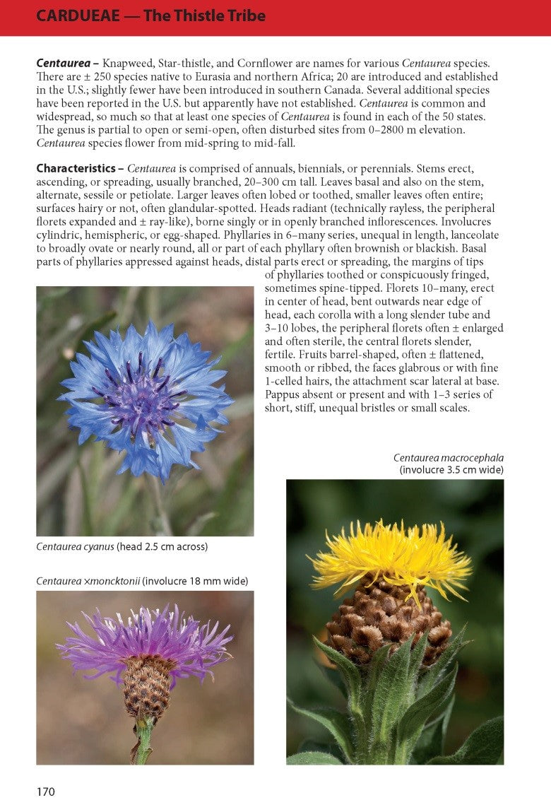 The Sunflower Family: A Guide to the Family Asteraceae in the Contiguous United States